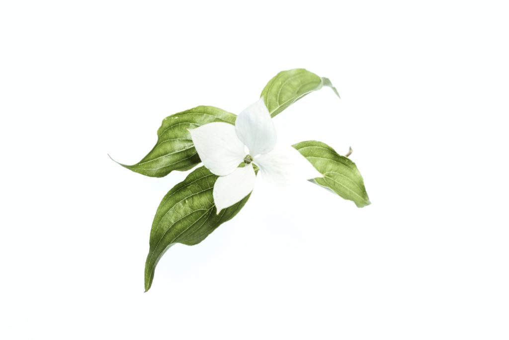 evie-s-jaerdwgbtA4-unsplash-2